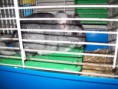 Chinchillas grises