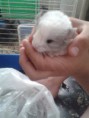 Chinchillas Blancas Mosaico