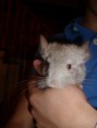 Chinchillas Beige